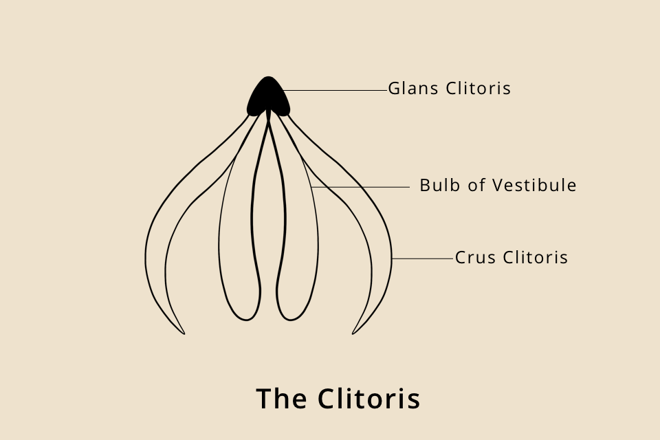 The Clitoris - Structure & Different Clitoris Shapes