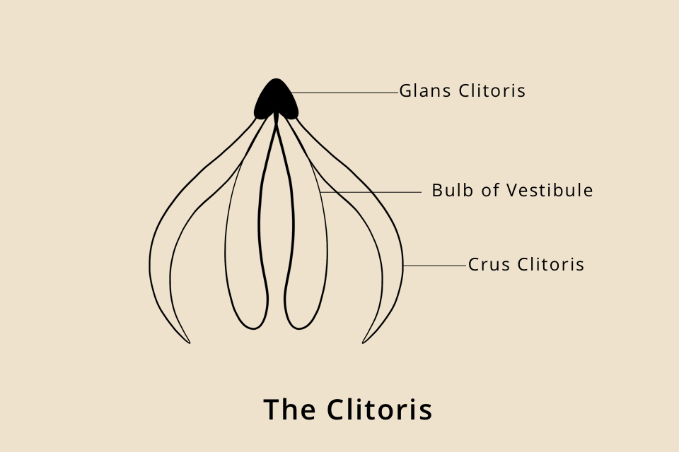Clitoris Anatomy: Different Shapes & Types Guide – Carmesi